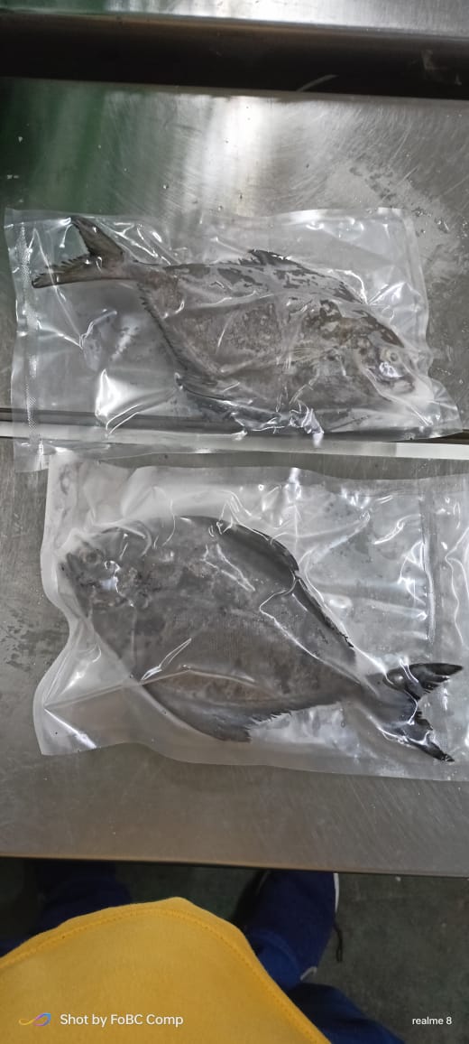 Frozen Pomfret Fish